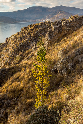 tree sunrise puno peru titicaca lake lago hotel libertador mountain montaña altiplano