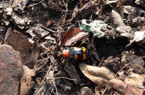 endangered abb americanburyingbeetle beetlebaiting