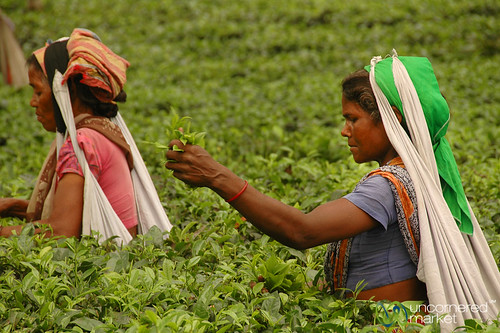 people woman india tea teaplantation westbengal dpn teapicker