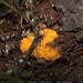 nick found some witch's butter fungus