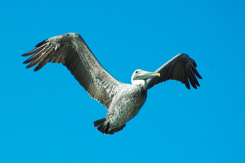 brown bird nature flight pelican shorebird fortmyers
