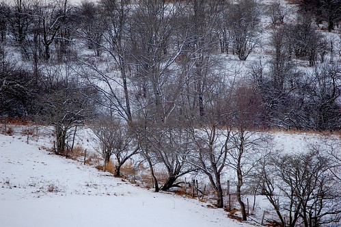 trees winter rural upstatenewyork newyorkstate elkcreek rurallandscape wintercolor schenevus otsegocounty edbrodzinsky