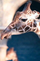 Girafffe.