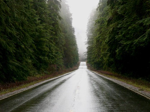 road forest highway 101 comparison hwy101 highway101 oldgrowth