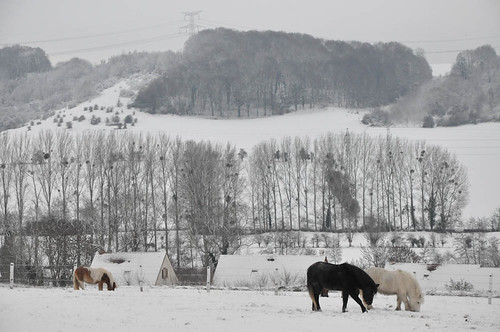 winter snow cheval hiver bleu neige normandie flocons poney chevalbleu bellengreville