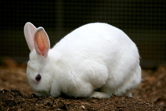 Rabbit - 02
