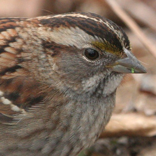 Photograph titled 'White-throated Sparrow'
