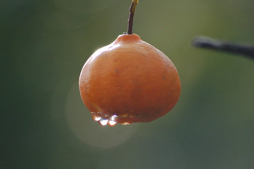 naturaleza nature fruit méxico sunrise d50 nikon fruta dew veracruz mandarina rocío chavarrillo