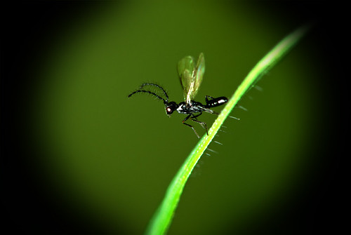 macro insect ant reverse flyinginsect