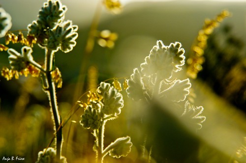 sunset searchthebest bulbs danie fynbos botrivier kolkol veldflowers