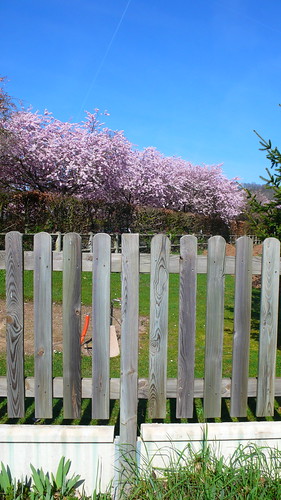 pink blue france fence walk commute roadside giverny