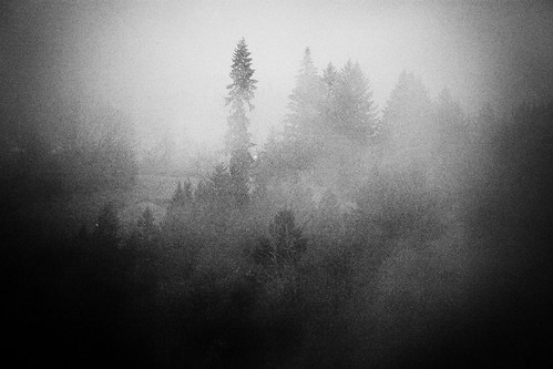 autumn trees blackandwhite bw fall fog woodland landscape washington wa canonef70200mmf28lisusm canoneos5dmarkii silverefexpro canon5dmarkii