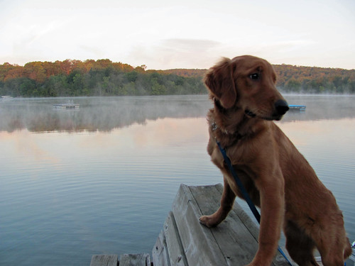 trees light dog mist lake reflection water beautiful minnesota standing goldenretriever sunrise bench puppy back big dock colorful looking over posing off eyebrow penny ripples coming mn avon coldspring raised rafts watab