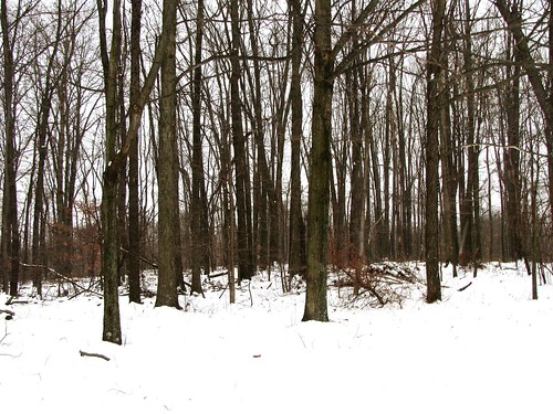 trees ohio snow forest canonpowershotsx100is