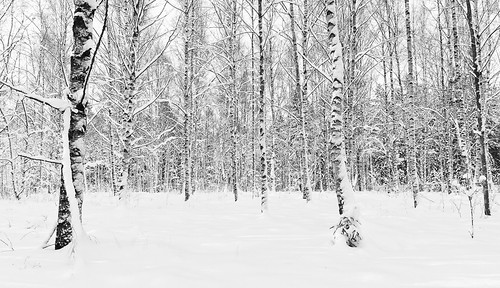 winter snow forest koivu birch lumi talvi metsä koivut jonilehto aspiriini