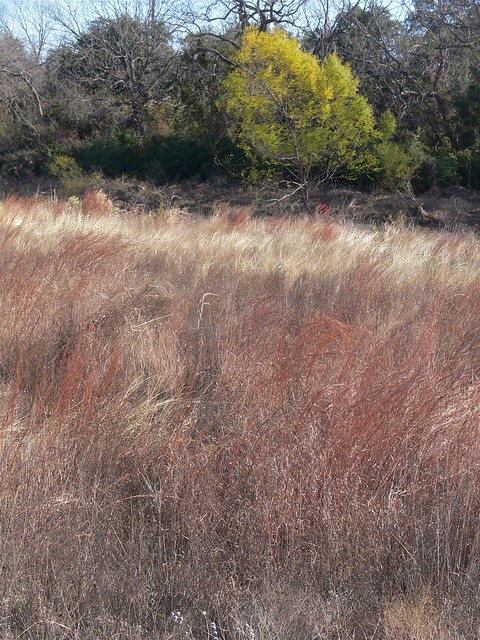 Grassy Creekside