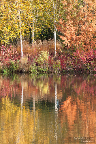 uk autumn england europe arboretum essex coggeshall colourspectrum markshall