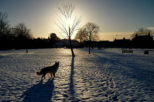 sunset dog snow ice animals lumix freezing canine germanshepherd alsatian dayout gsd chryston