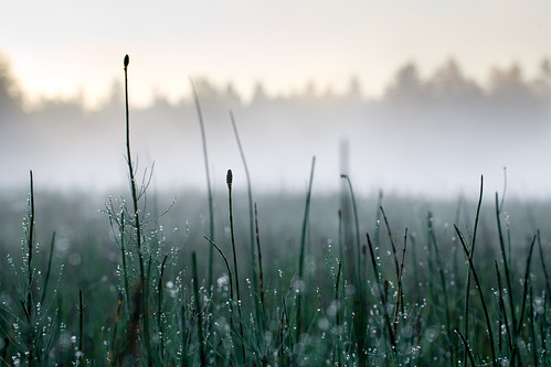 misty fog sunrise switzerland twilight swiss foggy pines jura etangdelagruère