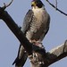 Peregrine falcon seen along the Aldo Leopold trail in Albuquerque, NM