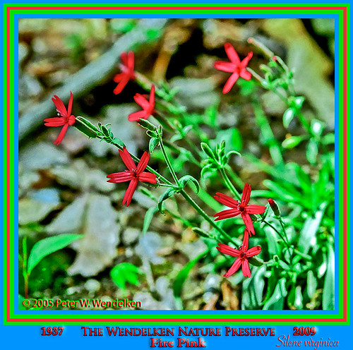 wildflower silenevirginica firepink mariettaohio nativewildflower southeasternohio northamericanwildflower washingtoncountyohio easterndeciduousforest photobypeterwendelken peterwendelken thewendelkennaturepreserve firepinkphoto