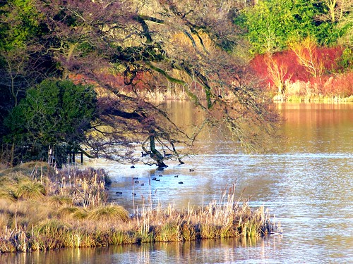 derryhill bowood ducks landscape lakes kx sigma 70300 sigmaaf70300mmf456apodgmacro