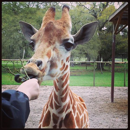 giraffefeeding
