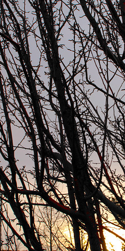 winter sun snow sunrise wyoming limbs uintacounty evanstonwyoming