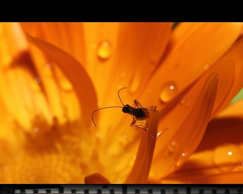 orange flower macro water animal yellow closeup canon insect drops ant planet makro mpe themacrogroup