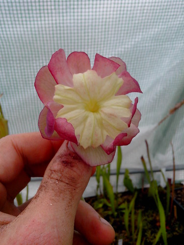 Exclu Carnivorace! Une fleur de Sarracenia Purpurea "Smurf"! 13983590486_349bd78536