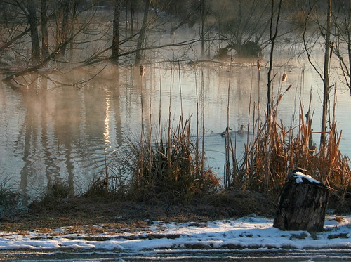 winter mist snow knoxville tennessee ducks wetlands mallards dalen turkeycreek