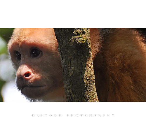 nature animal monkey nikon rainforest costarica hiking jungle manuelantonio capuchin d90