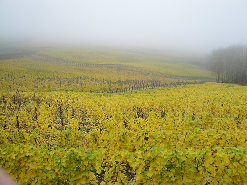 green fall yellow fog oregon vines winery vineyards winetasting grapes gaston 2010 washingtoncounty elkcovevineyards