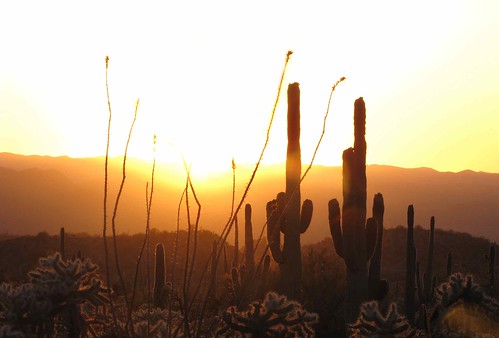 flowers arizona usa mountains cacti landscapes desert unitedstatesofamerica sunsets gps succulents 2010 saguarocactuscarnegieagigantea ocotillofouquieriasplendens jumpingchollacylindropuntiafulgidachainfruitcholla
