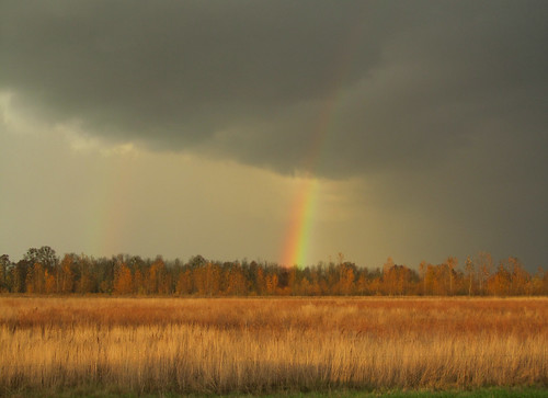 oregon rainbow eugene thatfield