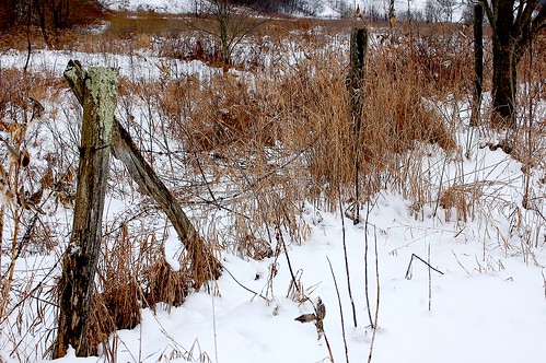 rural fence december farm fences upstatenewyork newyorkstate fenceposts elkcreek rurallandscape schenevus otsegocounty edbrodzinsky