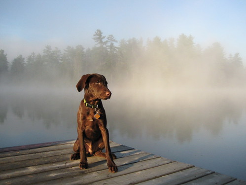 dog mist lake dock labrador weimaraner finnegan weimador