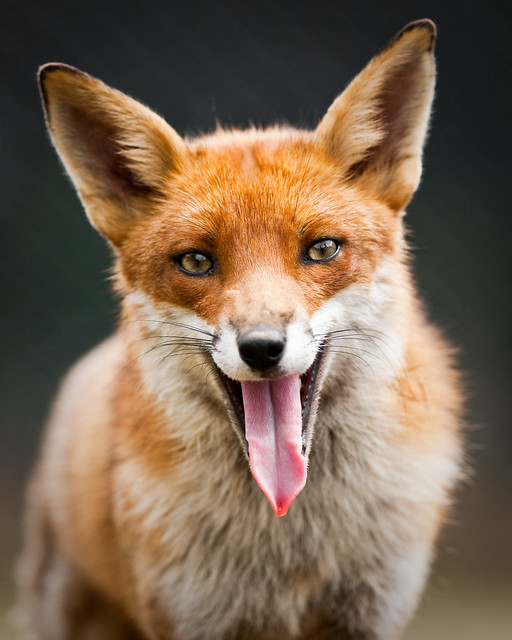 The Laughing Fox