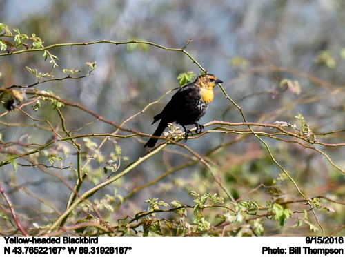 yellowheadedblackbird xanthocephalusxanthocephalus male me birds