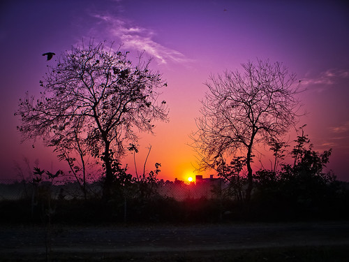 park trees sunset sky sun bird landscape tripleniceshot flickrawardgallery dblringexcellence tplringexcellence ringexecellence