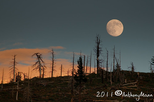 moon forest fullmoon moonrise snags angelesnationalforest deforestedmountain