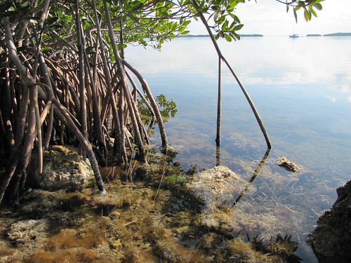 ocean trees beach landscape scenery florida shore mangroves keylargo