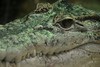 <a href="http://www.flickr.com/photos/joachim_s_mueller/5686417868/">Photo of Crocodylus novaeguineae by Joachim S. Müller</a>