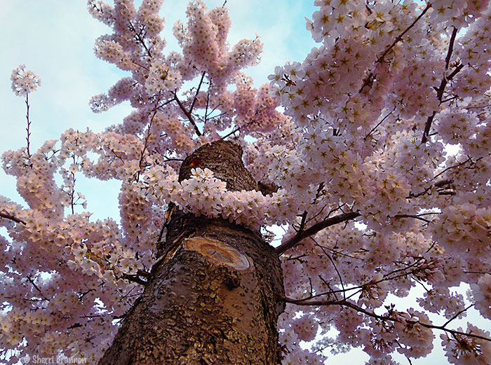 Cherry Blossoms - Tidal Basin, Washington D.C.