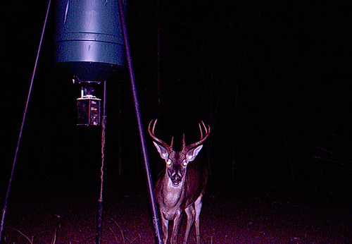 louisiana hunting deer venison buck whitetail hunts youthhunts