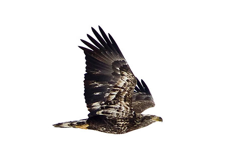 ohio flight baldeagle immature haliaeetusleucocephalus elizabethtown lostbridge greatmiamiriver