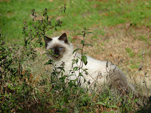 blue nature cat eyes florida wildlife feral