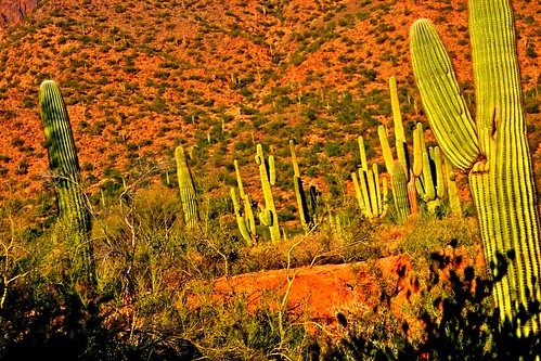 life family winter sunset vacation arizona usa mountains southwest cacti rocks december desert sightseeing boulders highdesert saguaro hdr mesa yucca observations ldr desertlife pinalcounty userypark ortoneffect semicharmedlife fuzzybearcholla