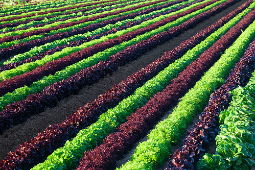 california field mixed colorful farm lettuce valley greens ag imperial crops agriculture