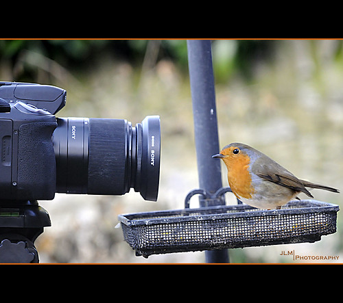 camera bird robin poser sideview watchthebirdie flickrchallengegroup flickrchallengewinner ourdailychallenge fitbirdmodel jlmphotography